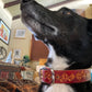 Nature inspired leather dog collars